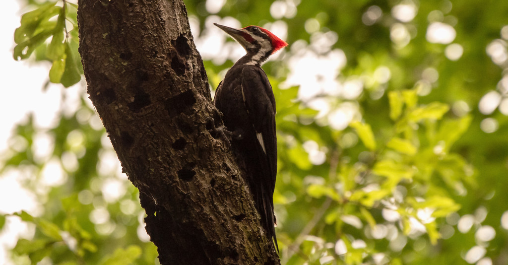 Pileated Woodpecker Making Holes! by rickster549
