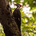Pileated Woodpecker Making Holes! by rickster549