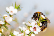 9th Jun 2020 - Bumble Bee