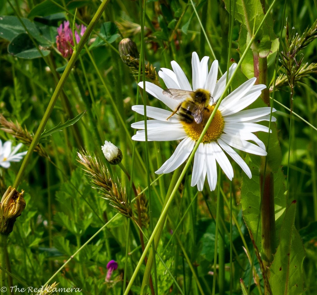 Busy Bee on a simple Daisy by theredcamera