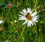 8th Jun 2020 - Busy Bee on a simple Daisy
