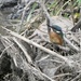 Kingfisher by Essex Bridge by orchid99