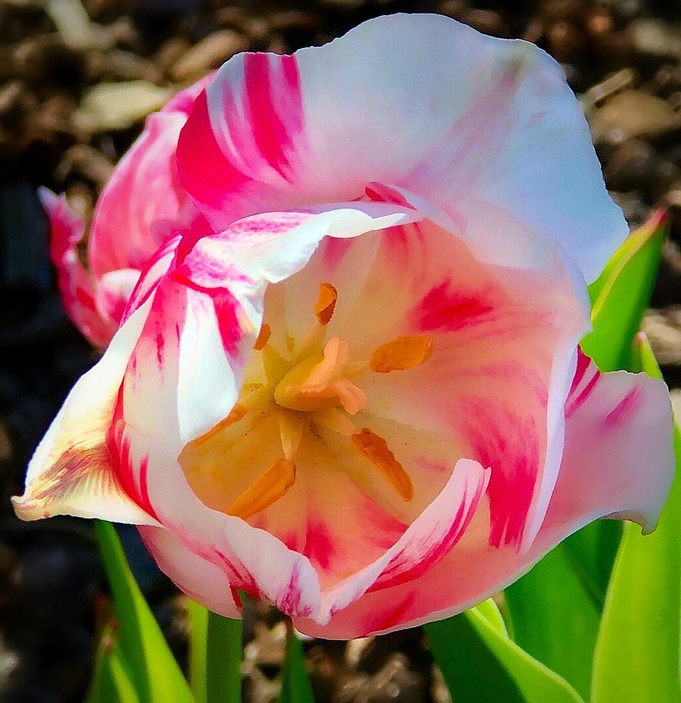 Like the Tulip by gardenfolk