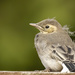 Fledgling Wagtail by shepherdmanswife