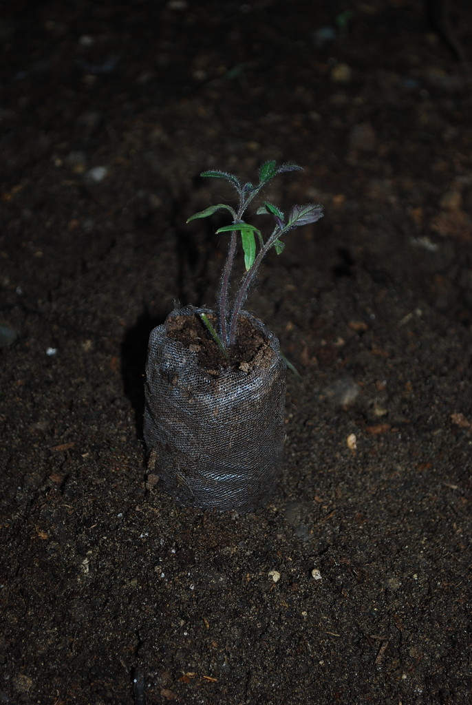 tomato seedling by stillmoments33