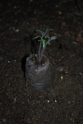 9th Jun 2020 - tomato seedling