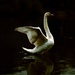 Swan light by moonbi