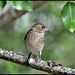 RK3_8327 Female chaffinch by rosiekind