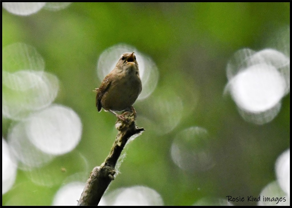 RK3_8382 This little wren had such a lovely voice rosie-pp by rosiekind