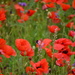 Poppies & Bee by wakelys