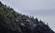 9th Jun 2020 - Integrated Cormorant Nesting Site  