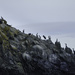 Integrated Cormorant Nesting Site   by jgpittenger