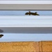 Three Little Geckos ~   by happysnaps
