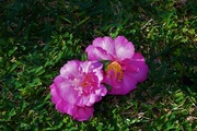 10th Jun 2020 - Two Fallen Camellias ~       