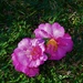 Two Fallen Camellias ~        by happysnaps