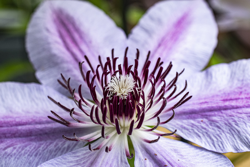 Clematis by k9photo