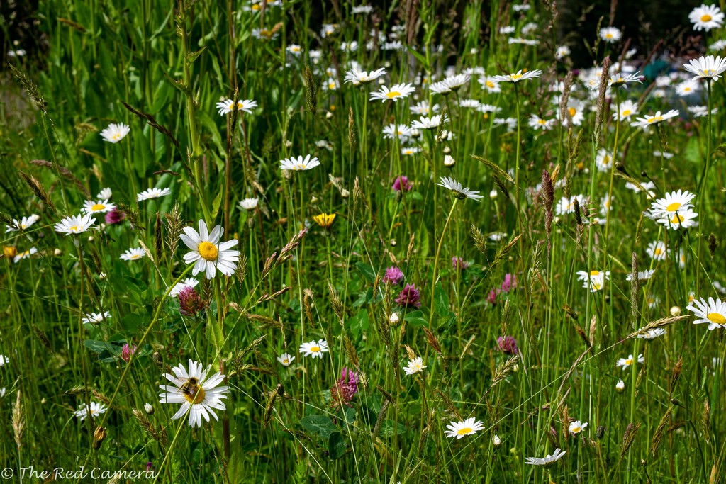 Field of Daisies with a Busy Bee by theredcamera