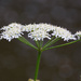 white flowers by ianmetcalfe