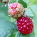 Ripening Raspberry by davemockford