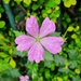 Wild geranium by isaacsnek