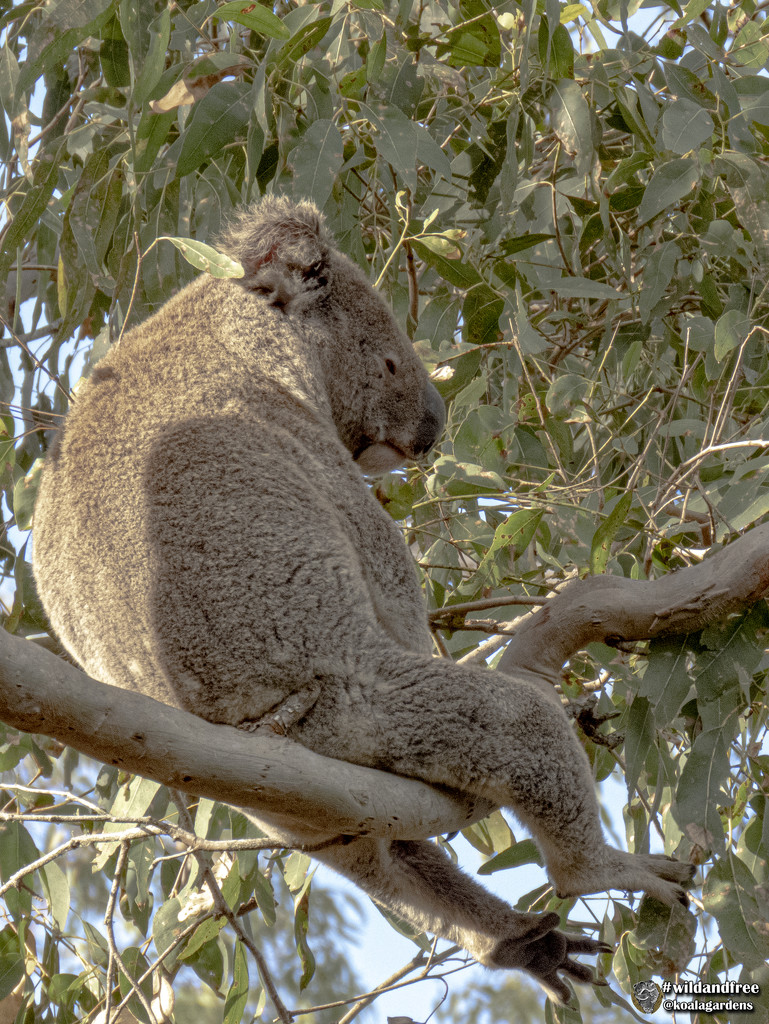 hidden props by koalagardens