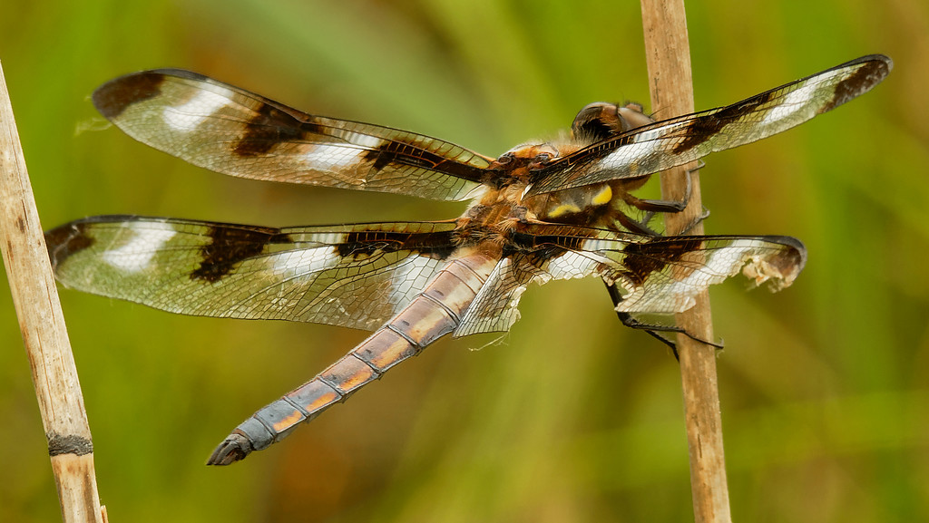 Twelve-spotted skimmer dragonfly  by rminer