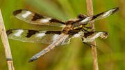 9th Jun 2020 - Twelve-spotted skimmer dragonfly 
