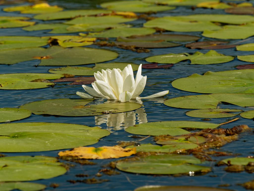 water lily  by rminer