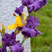 Happy Irises by bjywamer