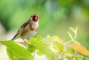 9th Jun 2020 - Garden Goldfinch 