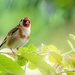 Garden Goldfinch  by rjb71