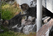 6th Jun 2020 - Orhaned Kitties