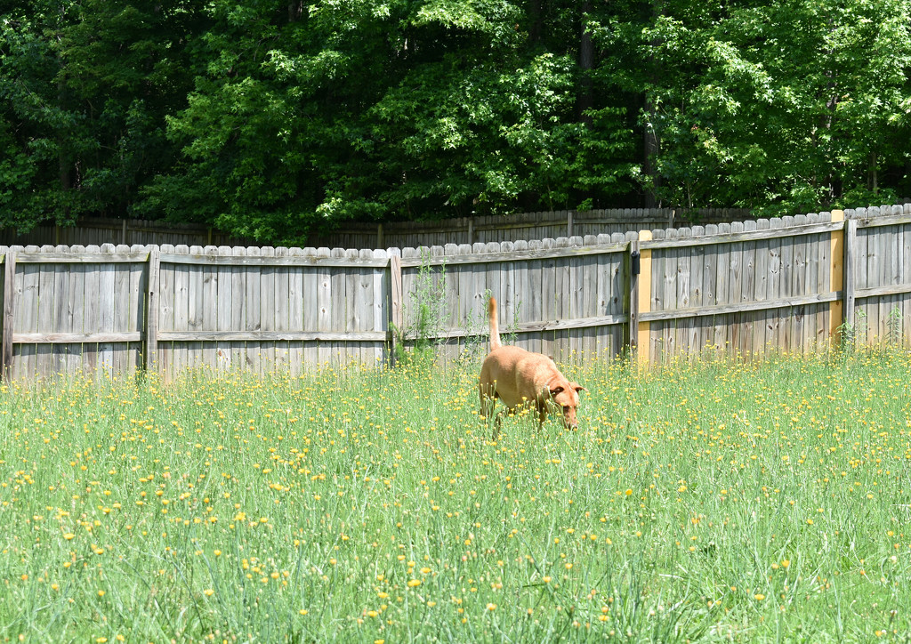 Big dog in high weeds by homeschoolmom