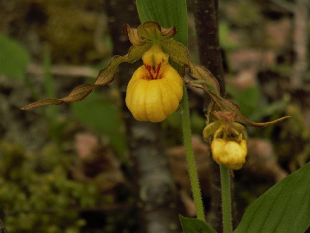 Lady Slippers by radiogirl