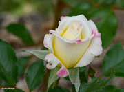 9th Jun 2020 - White rose