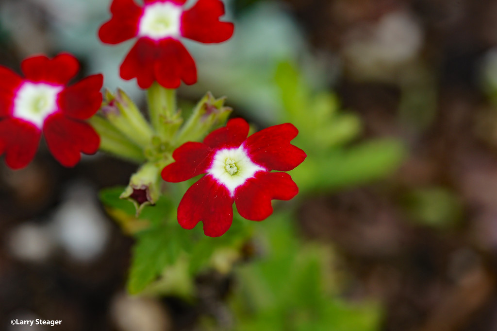 Red and white  verbena bedding plant by larrysphotos