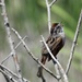 Swamp Sparrow by amyk