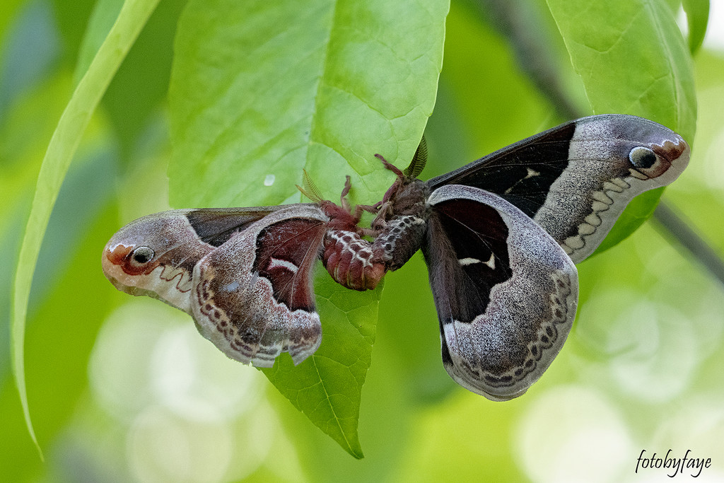 Promethea Moths Mating by fayefaye