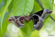 9th Jun 2020 - Promethea Moths Mating