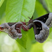 Promethea Moths Mating by fayefaye