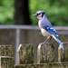 Blue Jay Way by lsquared