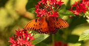 9th Jun 2020 - One More Gulf Fritillary Butterfly!