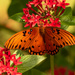 One More Gulf Fritillary Butterfly! by rickster549