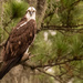 Osprey at a Different Place! by rickster549