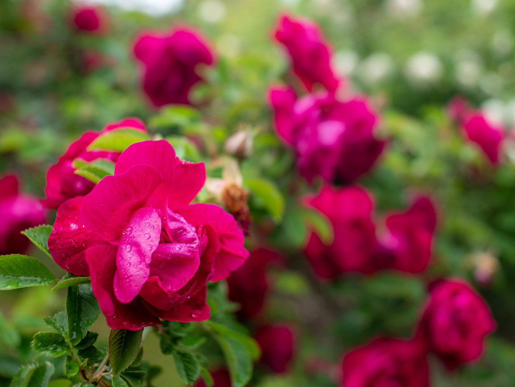 In a rose garden by haskar