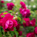 In a rose garden by haskar
