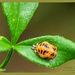 Ladybird Pupa by carolmw