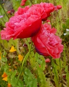 10th Jun 2020 - Entwined Poppies