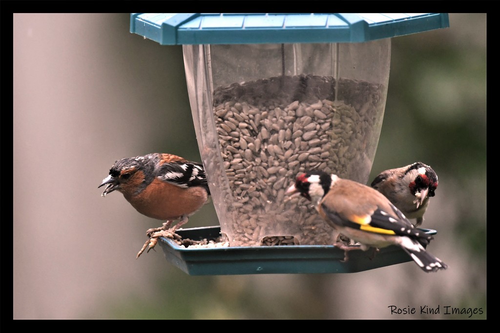 RK3_8503 Lunch for the finches by rosiekind