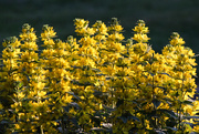 10th Jun 2020 - Yellow flowers